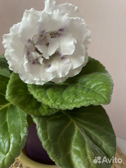 Глоксиния цветущая