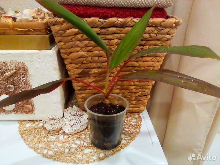 Кордилина,гуэрния кенийская,каланхоэ турбифлора