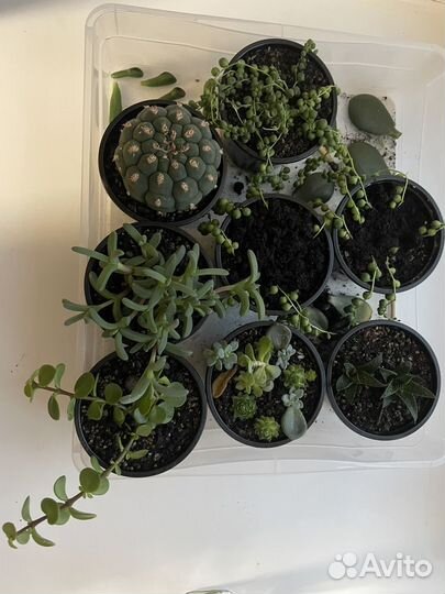 Суккуленты набор