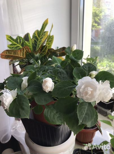 Бальзамин махровый