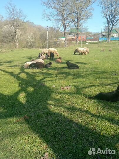 Овцы бараны