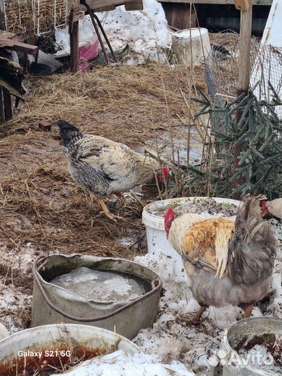 Петухи молодые