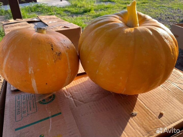 Тыква оптом