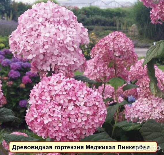 Руби Анабель, Белла Анна, др.древовидные гортензии