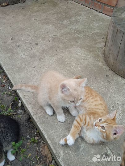 Отдам в добрые руки