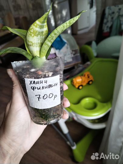 Сансевиерии