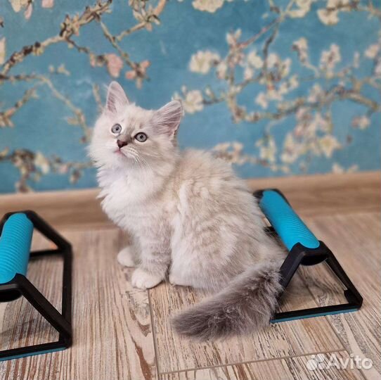 Сибирская кошка