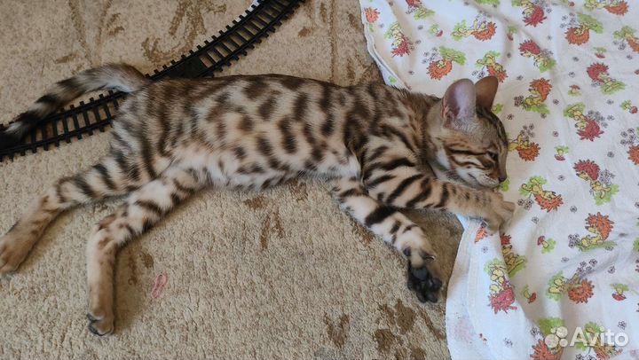 Бенгальский кот