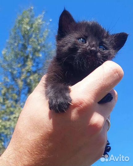 Кошка в дар бесплатно