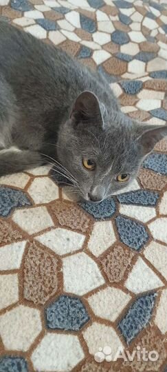 Котенок