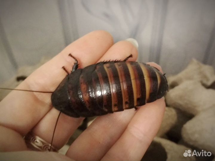 Кормовые тараканы, сверчки, зофобас