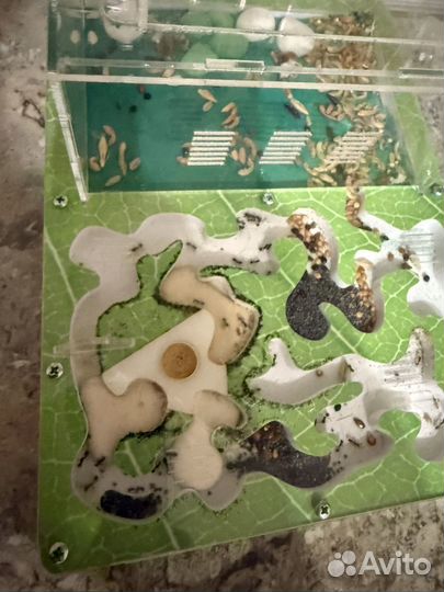 Муравьиная ферма бу