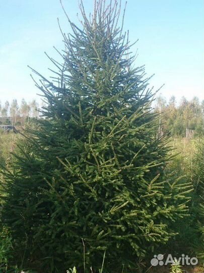 Ель extra до 5 метров