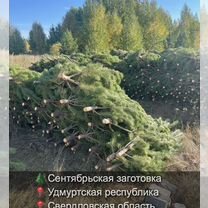 Сосна сентябрьская новогодняя оптом