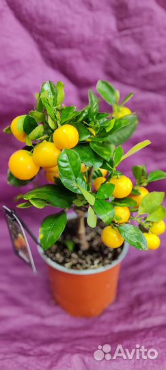 Мандариновое дерево 40 см