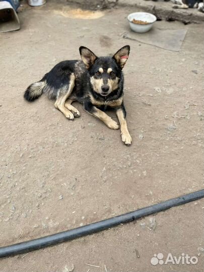 Собака в добрые руки из приюта