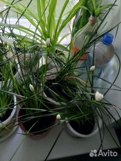 Зефирантес выскочка белая