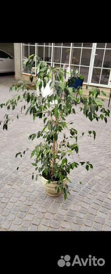 Комнатные растения цветы большие