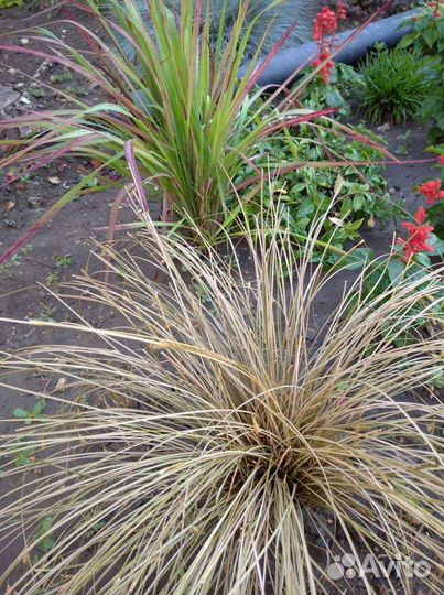 Многолетники в сад