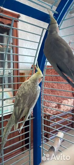 Попугай корелла 2 девочки