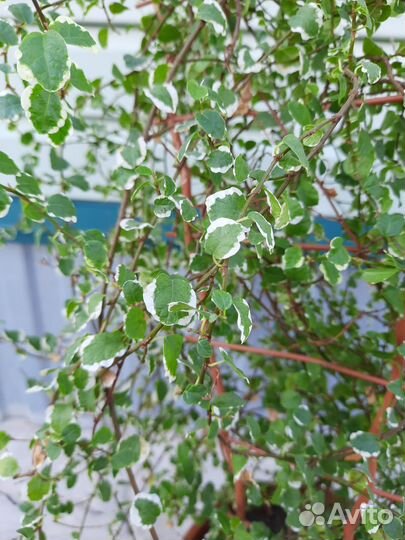 Фикус Санни