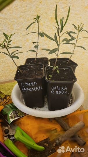 Олива (Оливковое дерево)