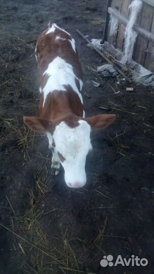 Телки на племя