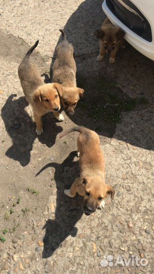 Отдам даром добрые руки щенка