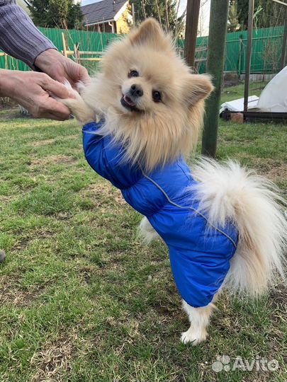Дождевик комбинезон для маленьких собак