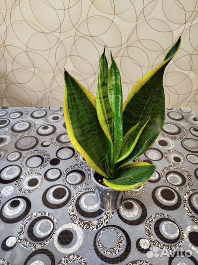 Сансевиерия сортовая