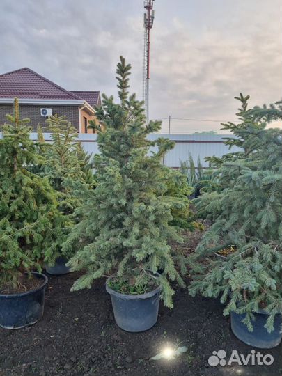 Ель зеленая Глаука пышная