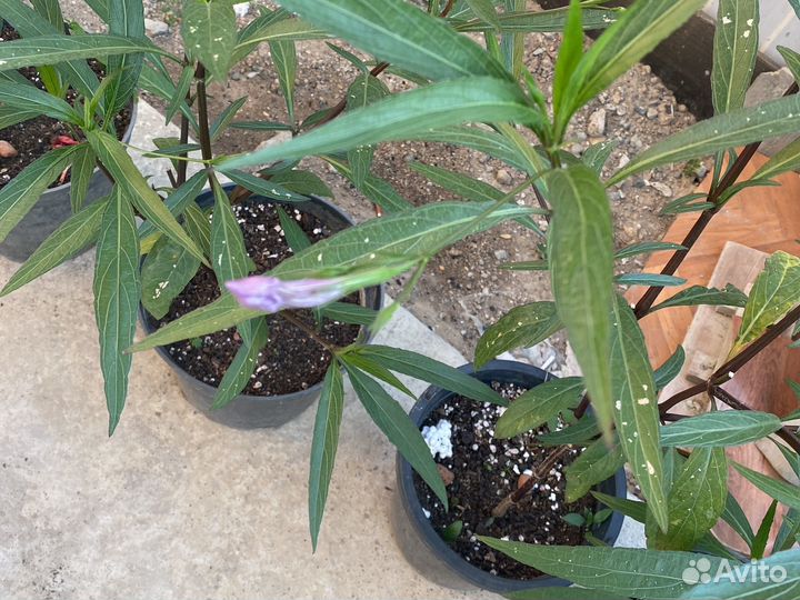 Петуния кустарник