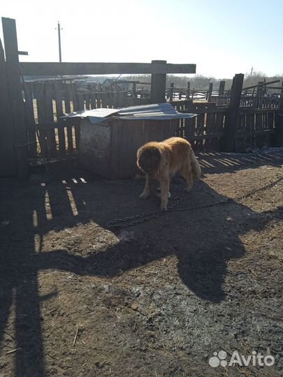 Кавказская овчарка в добрые руки