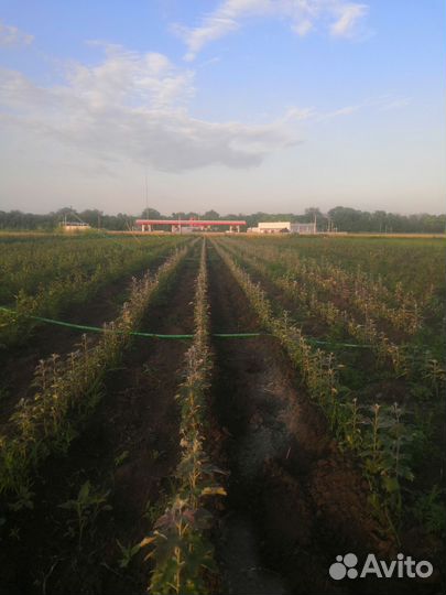 Посадочный материалы