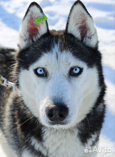 Красавица Шанти ждёт семью