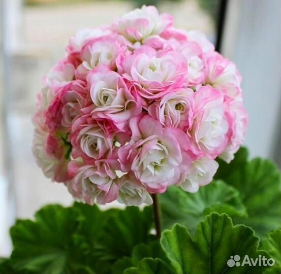 Пеларгония