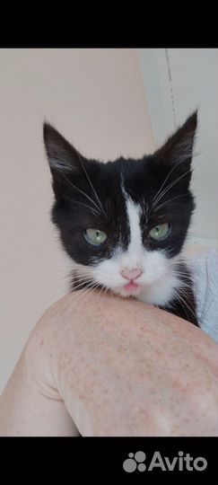 Котенок в добрые руки