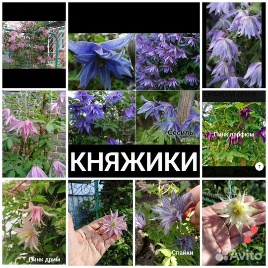 Княжики