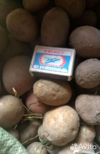 Картофель мелкий