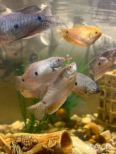 Аквариумы, рыбы