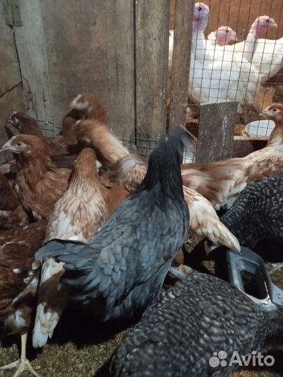 Куры молодки