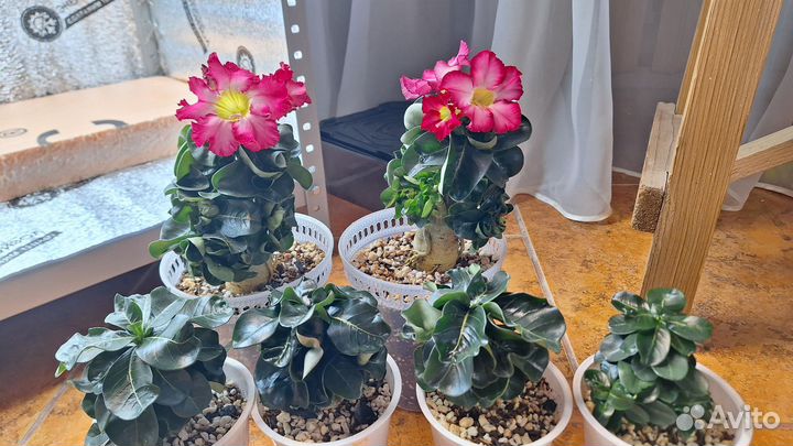 Адениум mini red size