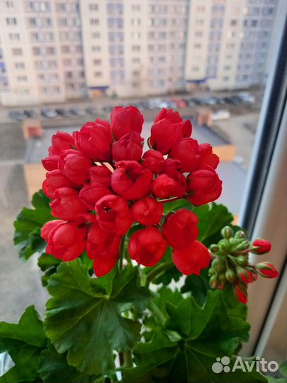 Пеларгония герань тюльпановидная