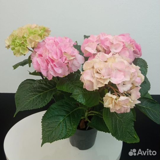 Гортензия в горшке