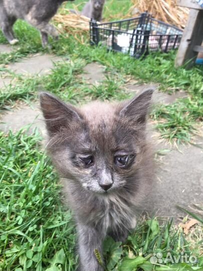 Дачники уехали бросив котят SOS