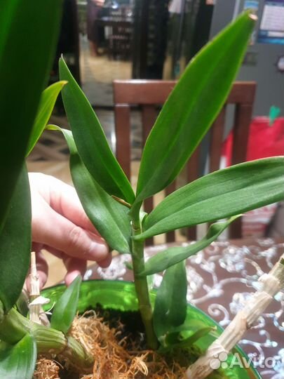 Дендробиум Polar Fire