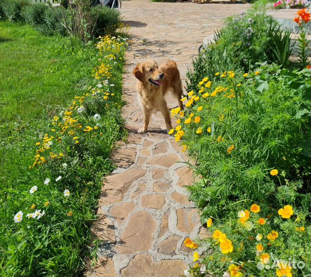 Передержка собак