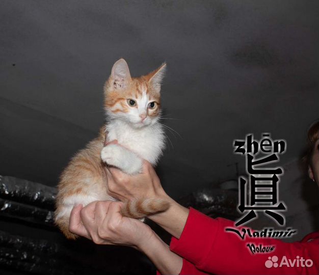 Мальчик в добрые руки