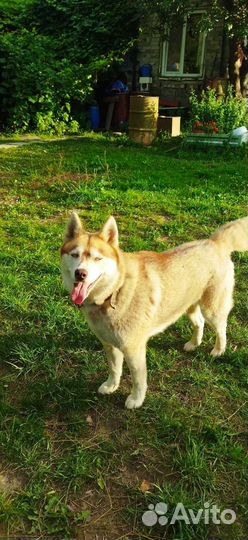 Сибирский хаски