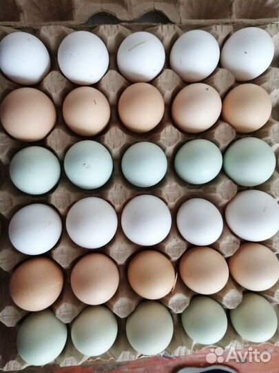 Инкубационное яйцо доминант.легорн(белый)